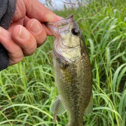 ラージマウスバス