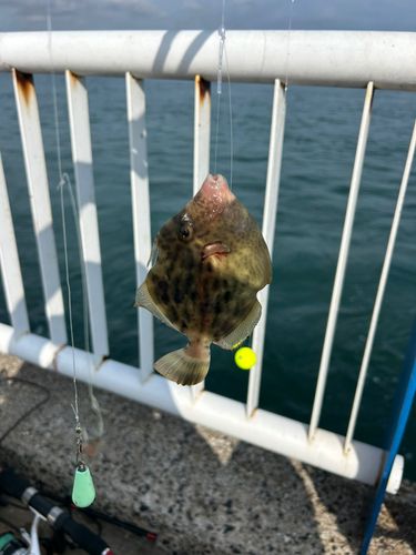 カワハギの釣果