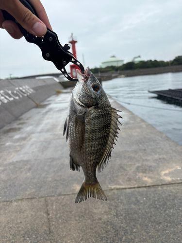釣果