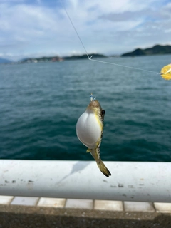 フグの釣果