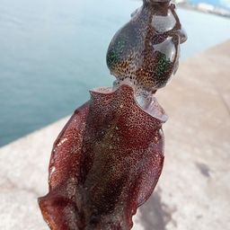 アオリイカ