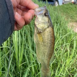 ラージマウスバス