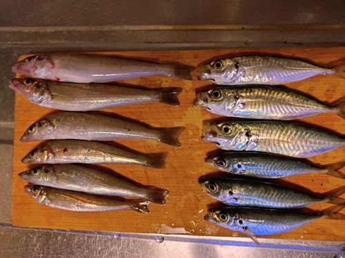 アジの釣果