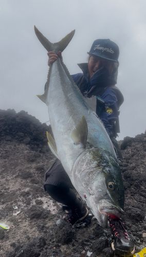ヒラマサの釣果