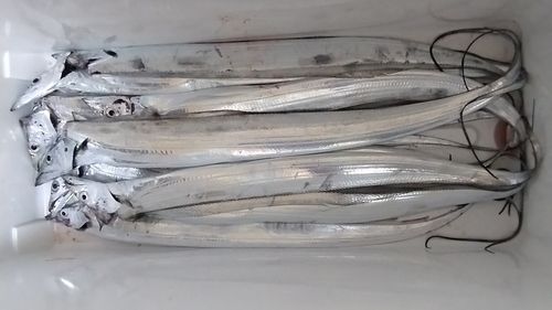 タチウオの釣果