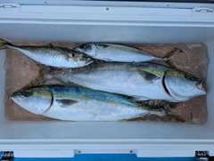 イナダの釣果
