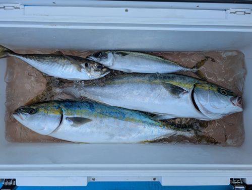 イナダの釣果