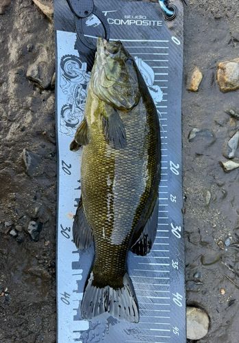 スモールマウスバスの釣果