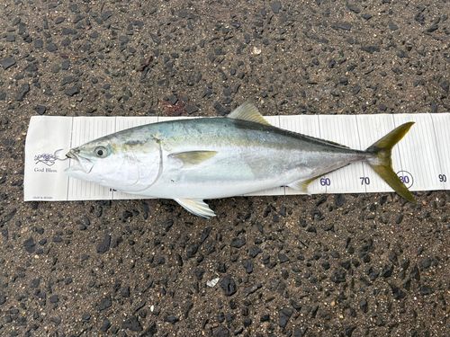 ブリの釣果