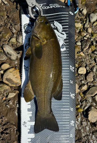 スモールマウスバスの釣果