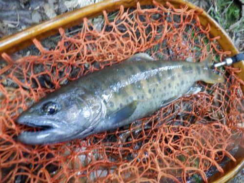 ヤマメの釣果