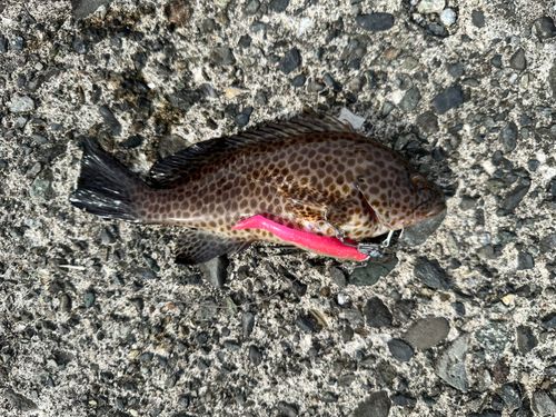 オオモンハタの釣果