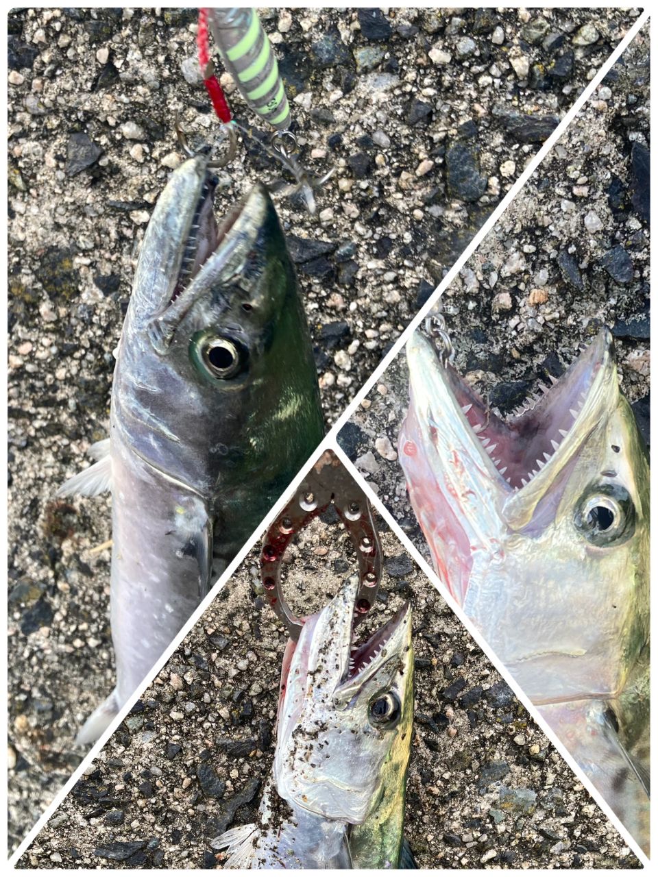 ツバス
