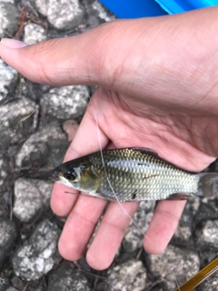 ギンブナの釣果