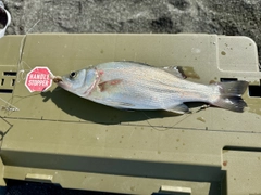 セイゴ（ヒラスズキ）の釣果