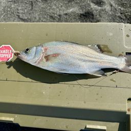 セイゴ(ヒラスズキ)