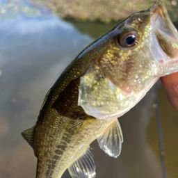 ラージマウスバス