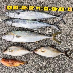 サワラ