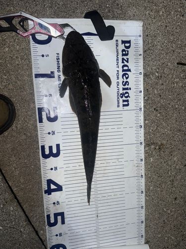マゴチの釣果