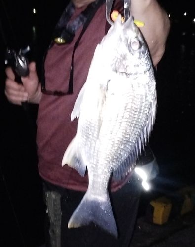キビレの釣果