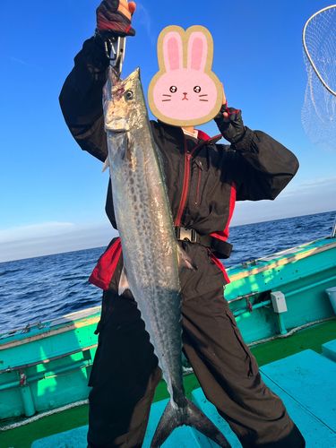 サワラの釣果