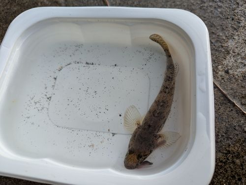マハゼの釣果