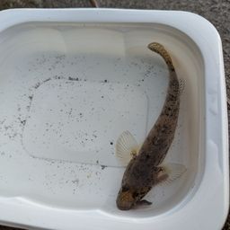 マハゼ