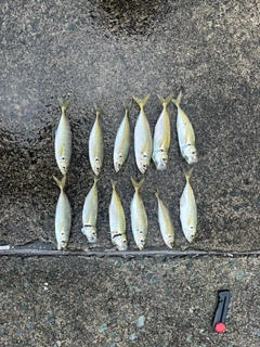 アジの釣果