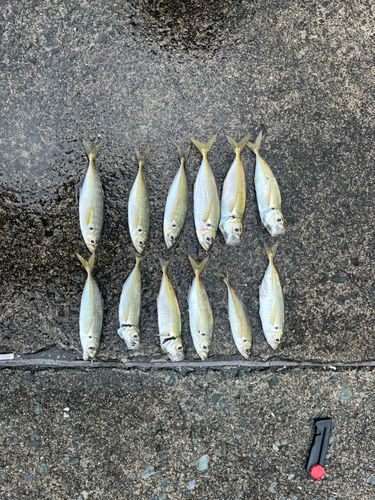 アジの釣果
