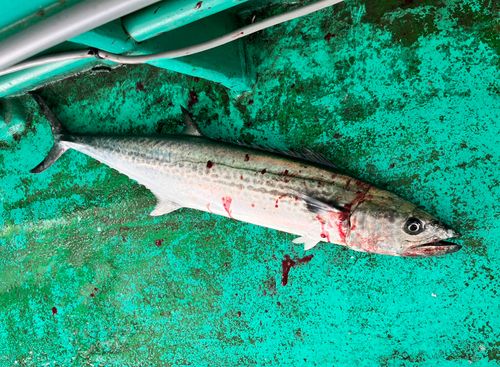サワラの釣果