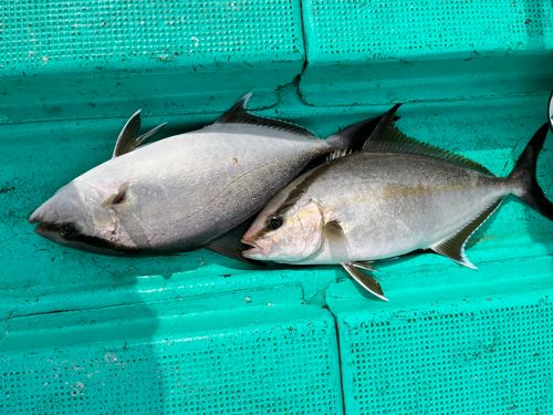 カンパチの釣果