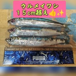 ウルメイワシ
