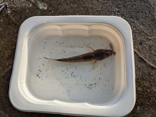 マハゼの釣果