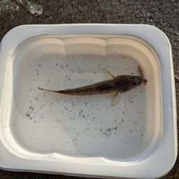マハゼ