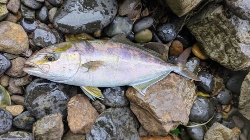 ネリゴの釣果