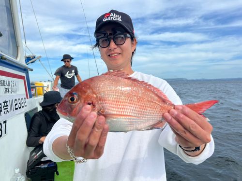マダイの釣果