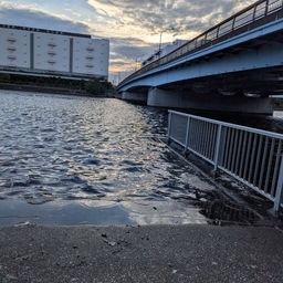 マハゼ