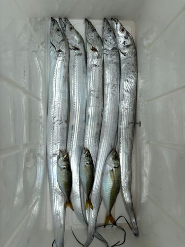 タチウオの釣果