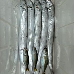 タチウオ