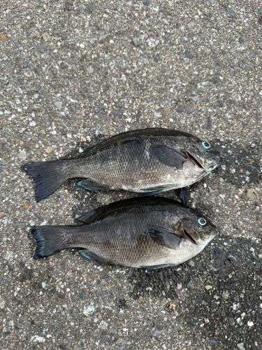 メジナの釣果