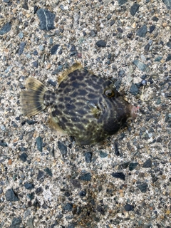 カワハギの釣果