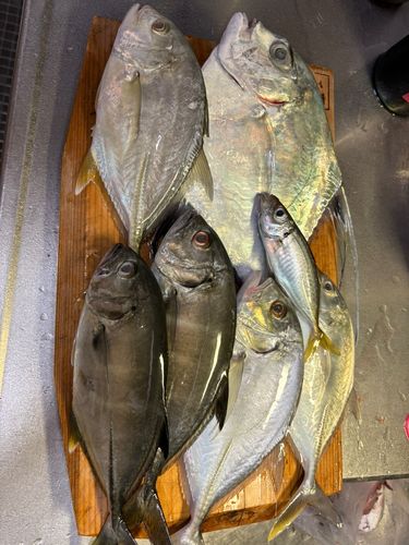 メッキの釣果