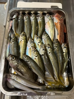 マアジの釣果