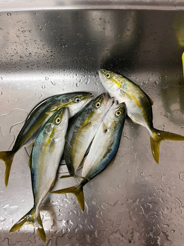 ハマチの釣果