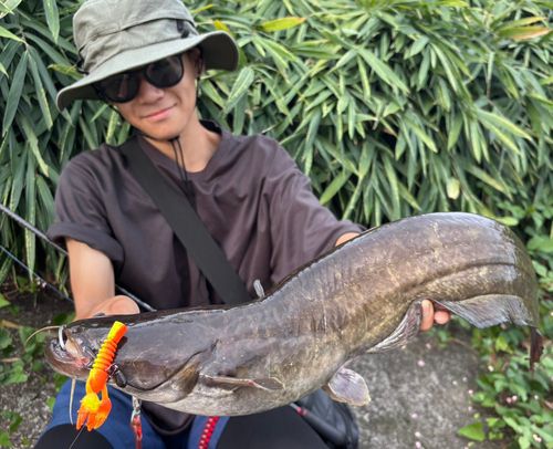 ナマズの釣果