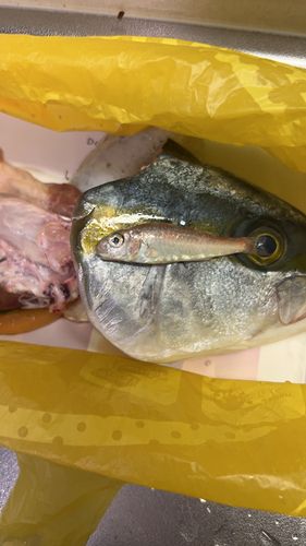 若狭湾