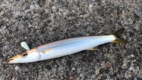 カマスの釣果