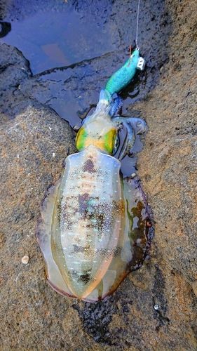 アオリイカの釣果