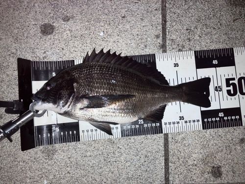 クロダイの釣果