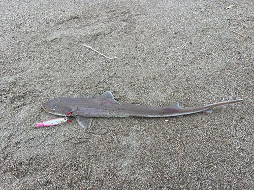 サメの釣果